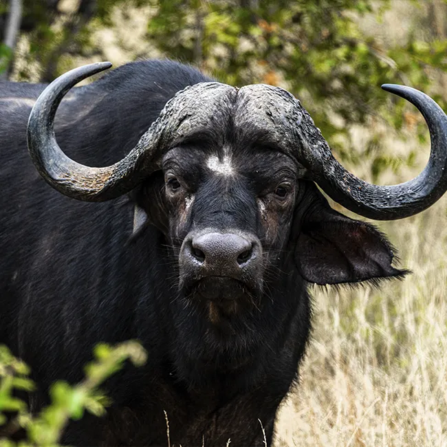 Cape buffalo