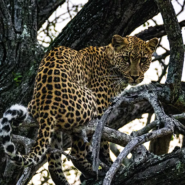 Leopard