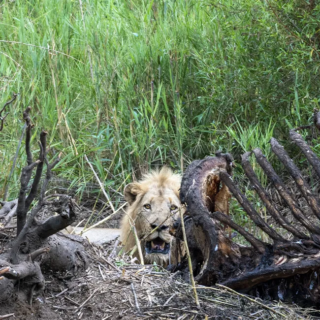 Lion