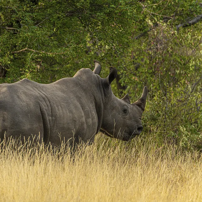 Rhinoceros